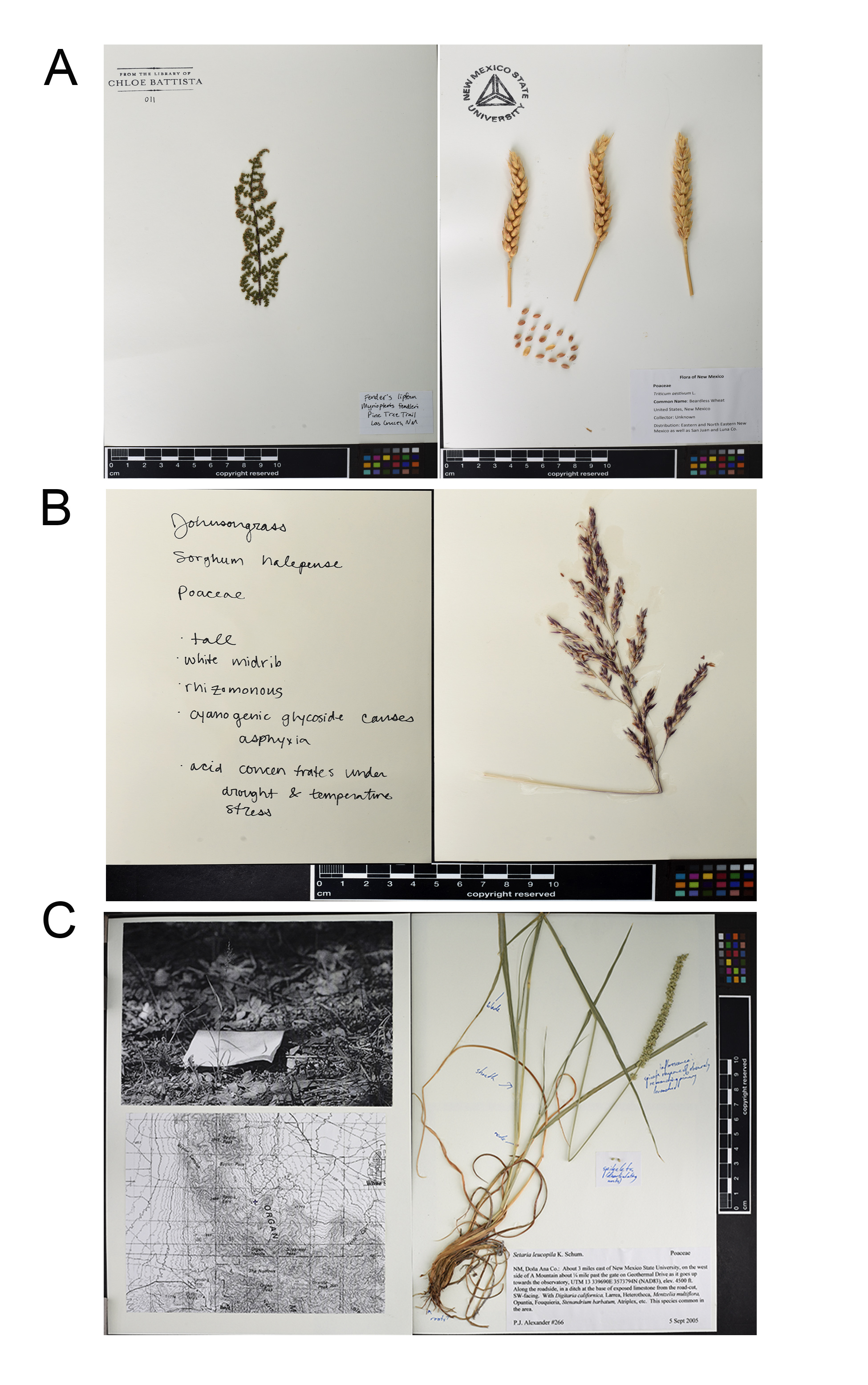 Specific pressed plant parts with label or writing, and large plant in a bent arrangement with landscape photo and map. 